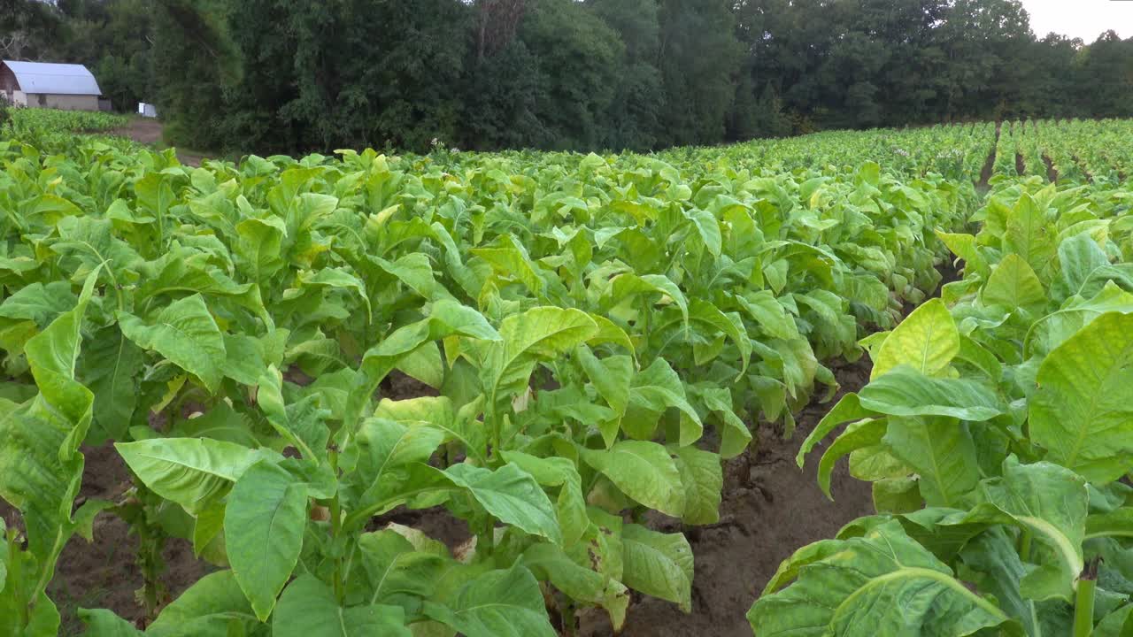 cultivo de tabaco en un campo en el sur del condado de orange, carolina del norte