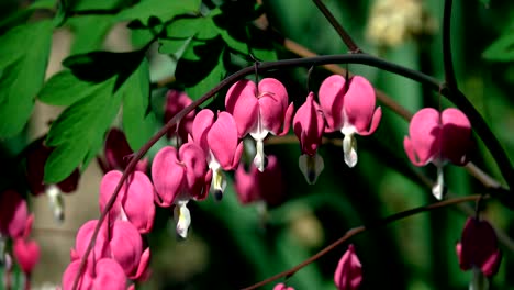 corazón sangrante del pacífico o salvaje, dicentra formosa