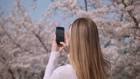 woman with long blonde hair taking photos of sakura flower trees at yangjae citizen's forest park, seocho district, seoul city, south korea