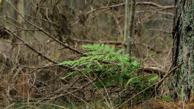 Green fern leaves swaying in wind, pine tree forest in autumn, autumn season concept, shallow depth of field, mystical forest background, medium distant shot
