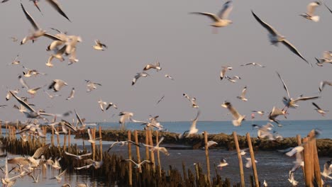 seagulls flying around in circles at a muddy beach with breakwater made of rocks and bamboos, thailand