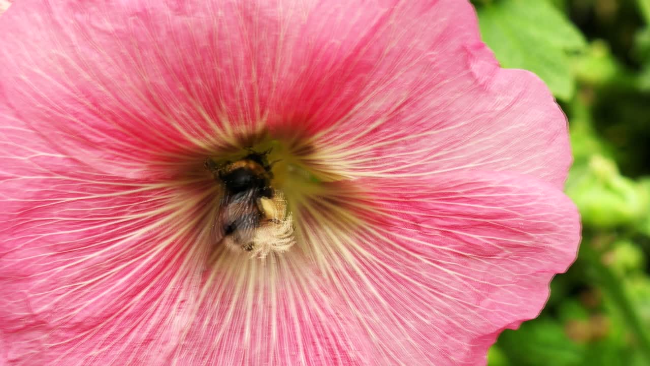 un abejorro vuela hacia una flor roja en un jardín campestre