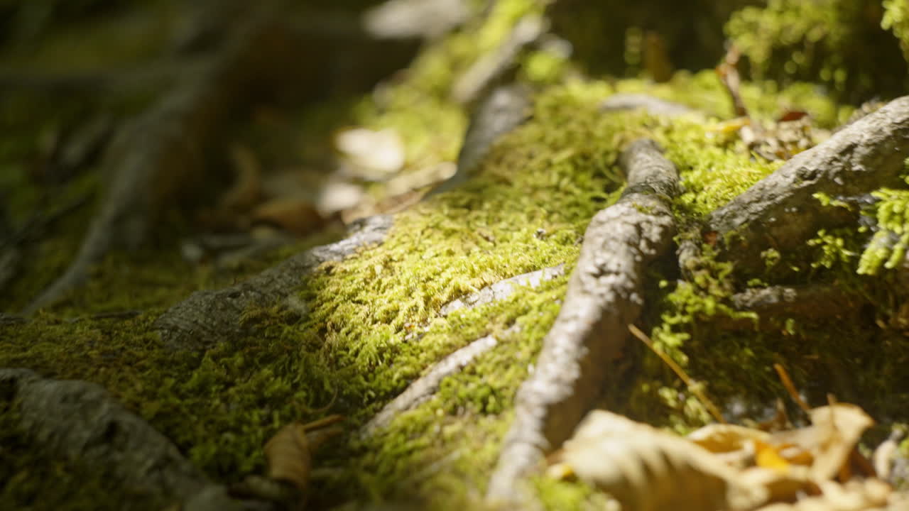 Moss covered roots in a forest setting