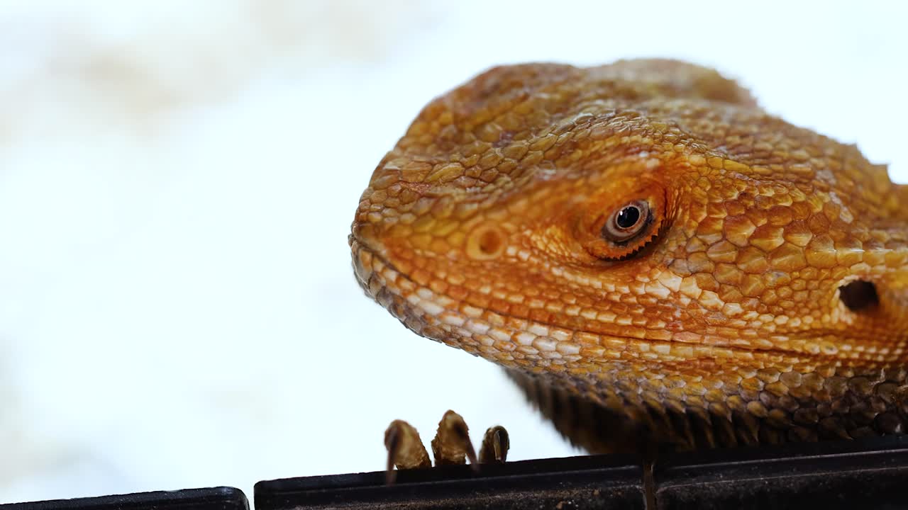 A bearded dragon remains still, gazing intently, in a close-up shot with soft lighting