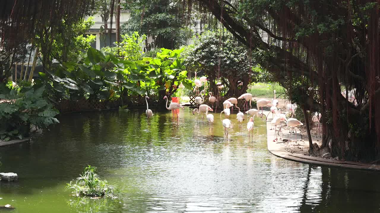 플라밍고 들 이 조용 한 연못  에 모여 있다