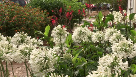 a small garden on the sidewalk next to the neighborhood, with white garlic bulb flowers, lilac leek flowers, bush lantana and red lilies