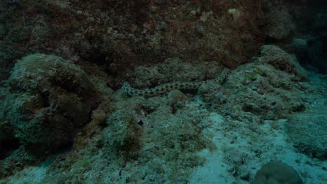 Anguila-Serpiente-Manchada-Buscando-Cuidadosamente-Grietas-En-Busca-De-Presas