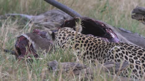 Leopard,-Der-Seine-Beute-In-Stücke-Reißt,-Ein-Toter-Wasserbock,-Hohes-Gras-In-Der-Savanne