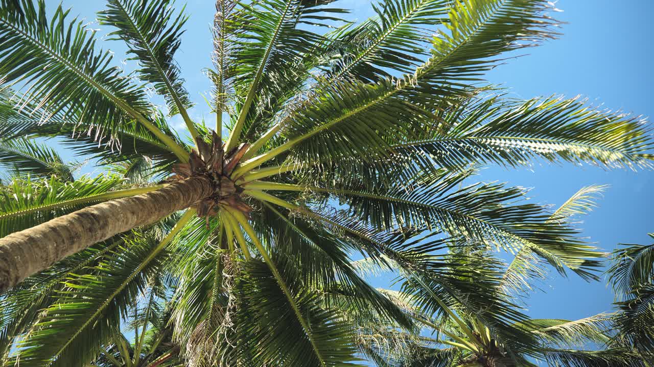 Prospettiva di chi prende il sole guardando in alto palme ondeggianti che creano un'atmosfera di vacanza calma