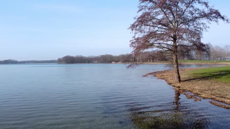 Drone-shot-of-guy-walking-his-dog-in-beautiful-park-with-lake