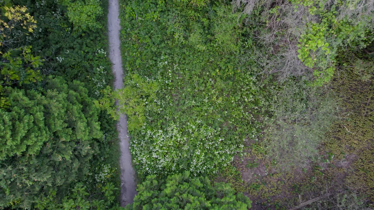 vista ascendente de arriba hacia abajo de una ruta de senderismo a través de un claro del bosque 4k