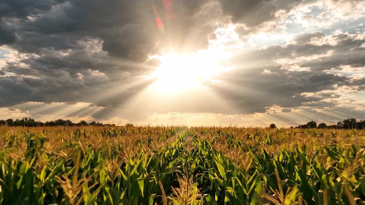 A Beautiful Sunset Over a Lush Cornfield, Illuminated by Dramatic Rays of Sunlight Breaking Through the Clouds, Capturing the Essence of Nature's Splendor