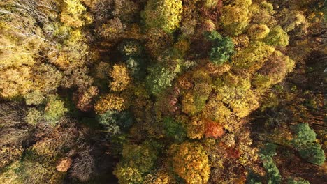 Aerial-top-down-view-of-vibrant-colour-autumn-forest-on-sunny-day