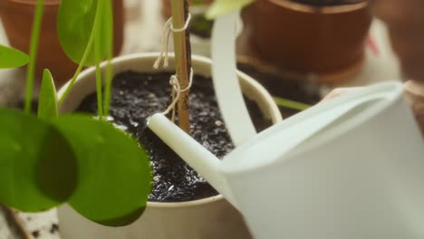 Crop-female-gardener-watering-soil-in-pot