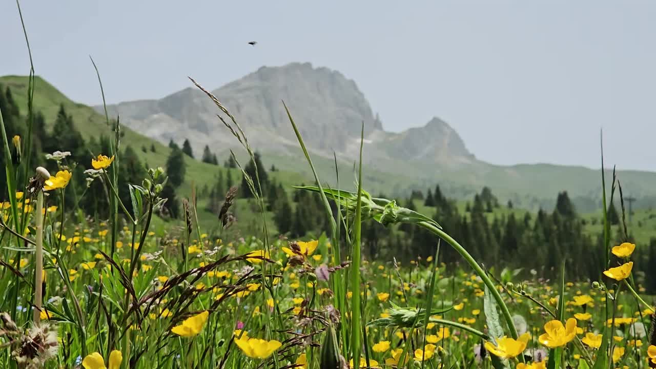луг, полный весенних желтых цветов в итальянских доломитах