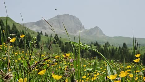 meadow full of spring yellow flowers in italian dolomites