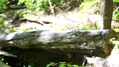 Slow-motion-branch-in-forest