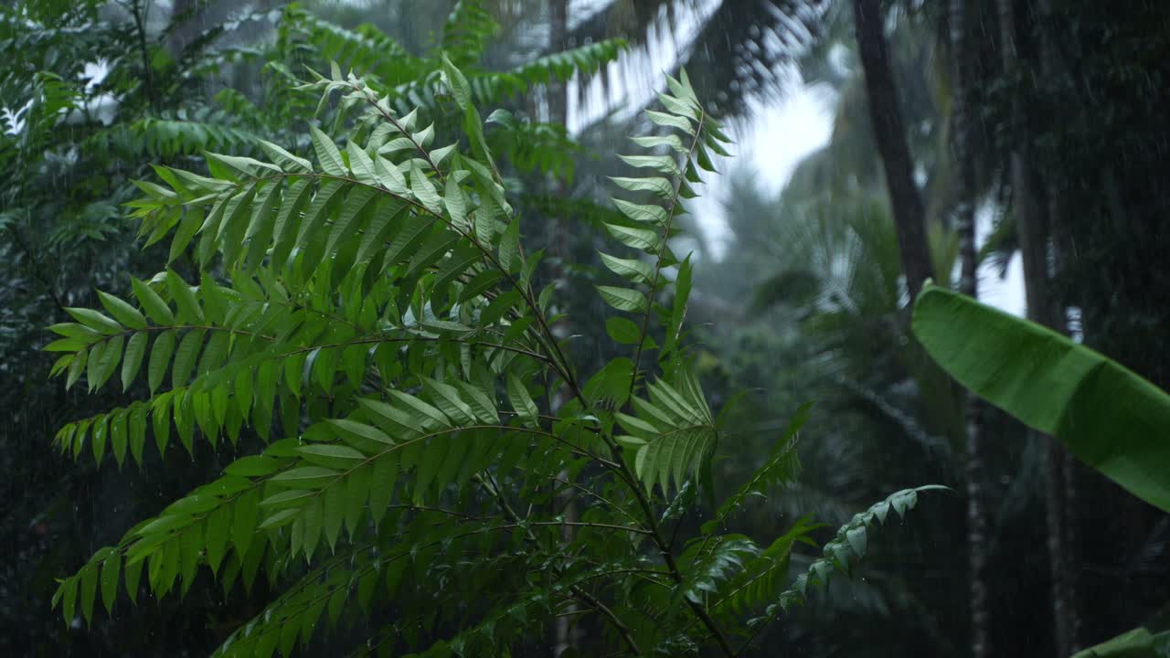 Durante la stagione delle piogge, l'India orientale riceve intense precipitazioni