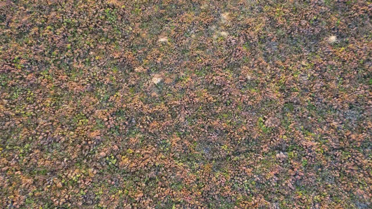 imágenes de drones aéreos descendentes de arriba hacia abajo hacia el brezo púrpura en un páramo en devon, reino unido 4k