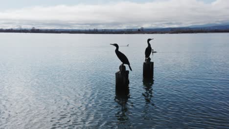 Two-black-shag-resting-on-poles-of-old-wharf,-perched-on-post,-New-Zealand