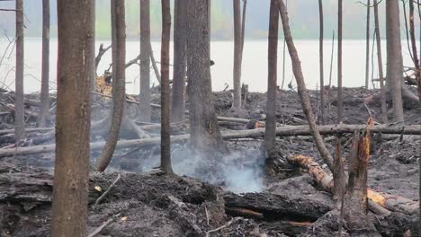 Closeup-Shot,-Ashes-and-Trees-after-Forest-Fire-Catastrophe-Kirkland-Lake,-Smoke-in-Broken-Branches,-Dry-Natural-Disaster,-Sadbury-Ontario-Canada