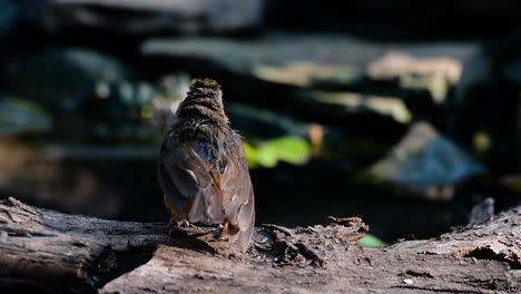 the abbot’s babbler is found in the himalayas to south asia and the southeast asia