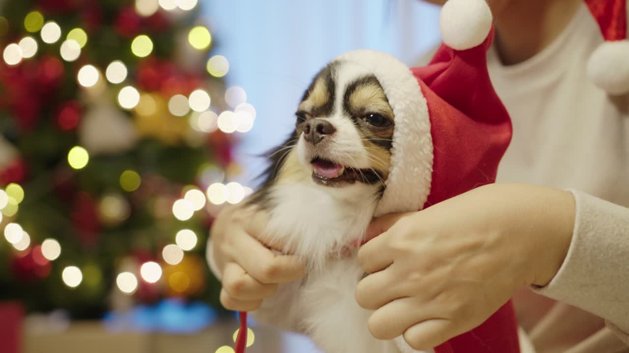 작은 강아지 치와와 개는 xmas 옷을 입고 집 안의 주인의 무에 앉아 산타클로스 드레스를 입고 가정에서 크리스마스 축제를 축하합니다.