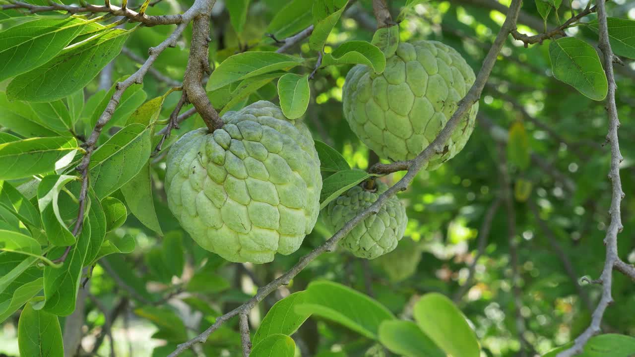 나무 에 자라는 커스터드 사과 과일