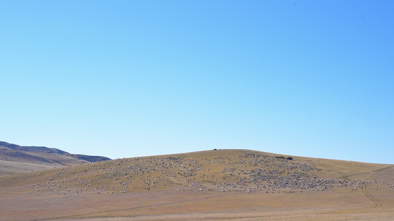 A massive herd of sheep and goats grazes on a hillside, covering the vast Mongolian steppe. A wide shot showing traditional pastoralism and animal husbandry in a remote landscape