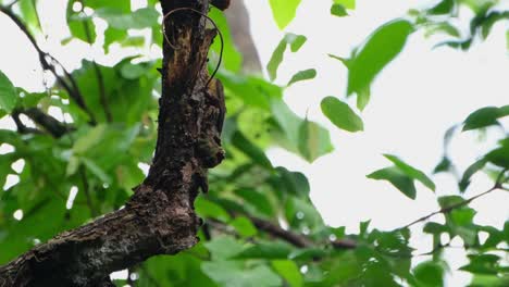 partially seen behind the branch as it takes off parks and other materials to expose its food, laced woodpecker picus vittatus, female, thailand