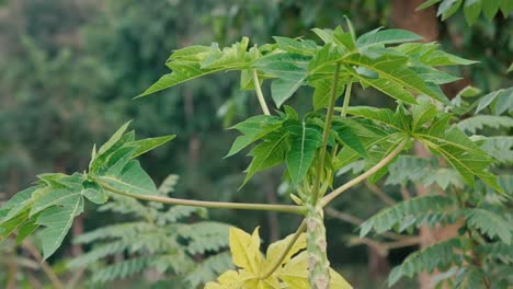 papaya plant growing in topical rainforest, close up