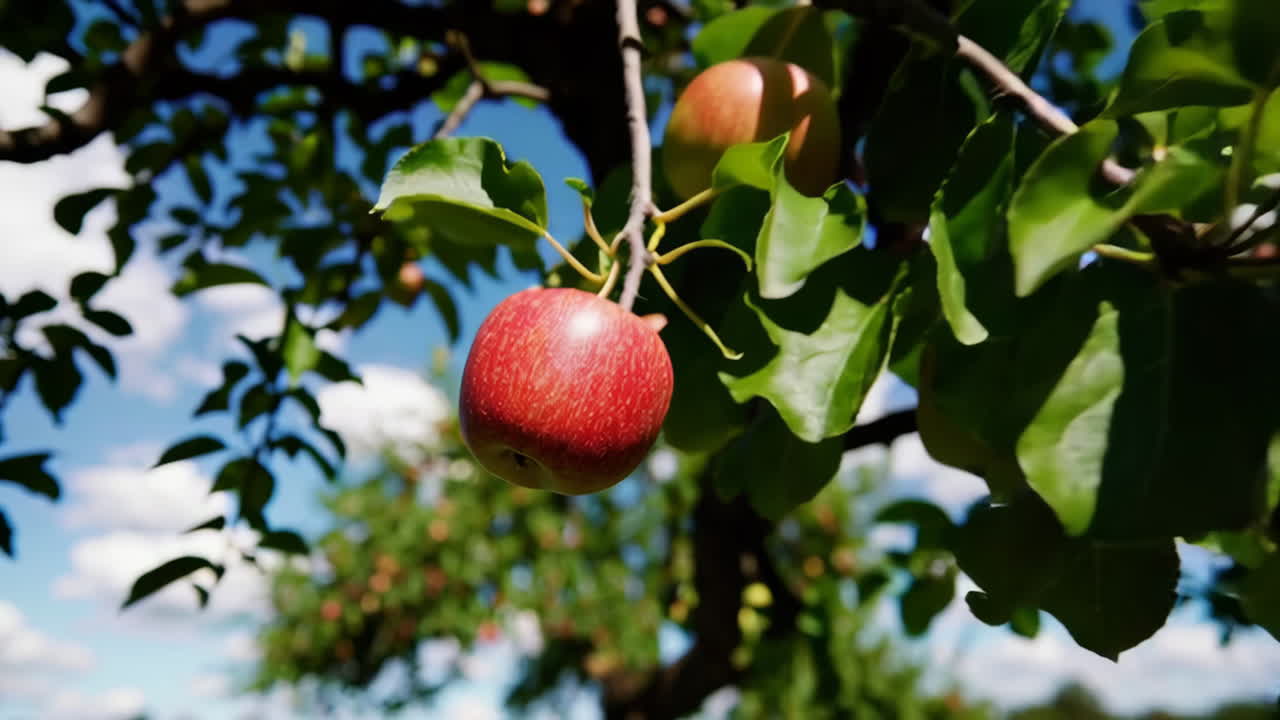 Apple Tree in Orchard