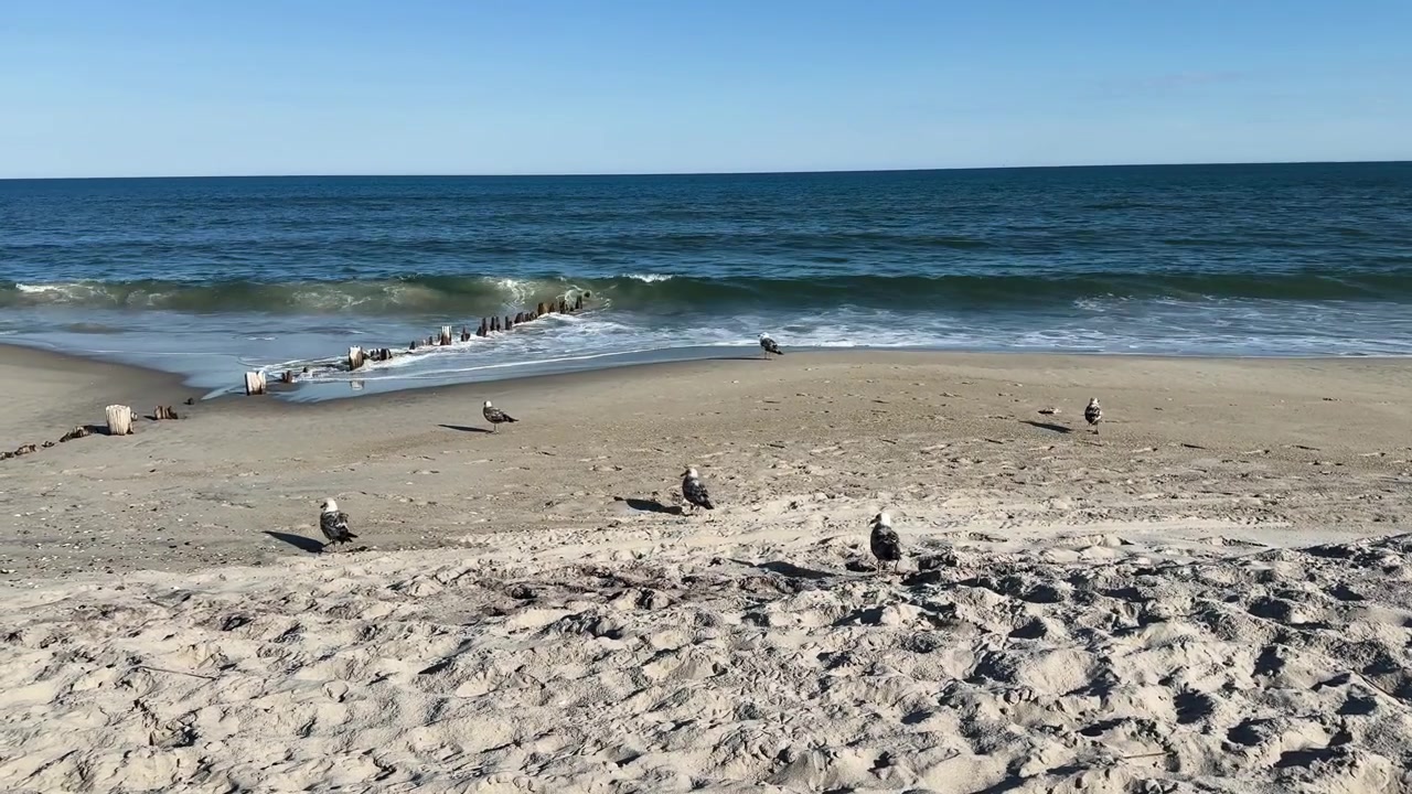 Gabbiani riposano su una spiaggia sabbiosa vicino alle onde dell'oceano e a un vecchio frangiflutti in legno in una giornata limpida.