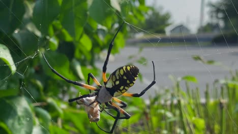 a yellow garden spider wrapping up a bee that it caught in its web