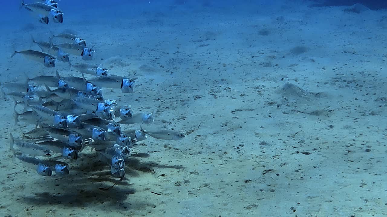 바다 바닥에 있는 물고기 무리의 수중 촬영입니다.
