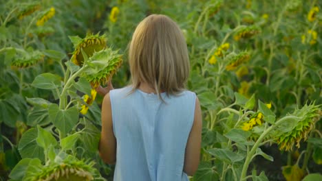 Back-view-of-young-blond-woman-walking-in-a-field-of-sunflowers-then-smelling-a-sunflower,-enjoying-nature.-Slow-Motion-shot