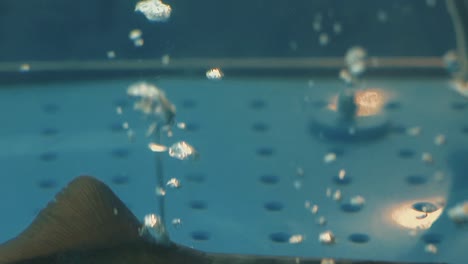 Stör-Schwimmt-Im-Aquarium,-Luftblasen-Steigen-Auf-1