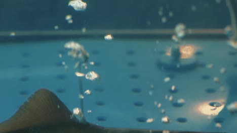 el esturión flota en el acuario las burbujas de aire suben 1