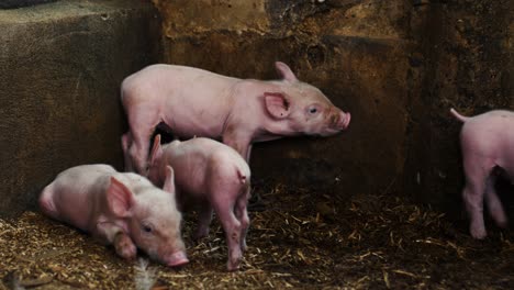 Verängstigte-Ferkel,-Die-In-Die-Hof-4k-Schweine-Gehen