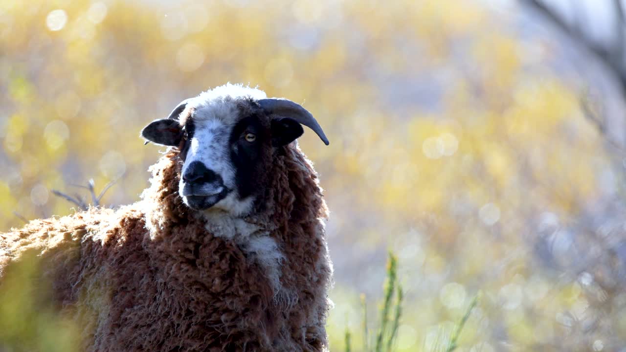 A brown sheep grazes in a sunlit field near Lake Wakatipu, surrounded by lush vegetation and vibrant natural scenery