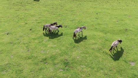 Wild-Horses-and-Auroxen-Cows-Running-in-the-Field-of-Pape-National-Park,-Latvia