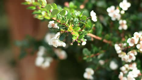 Capullos-De-Flores-En-Los-Jardines-Tropicales-De-Cornualles