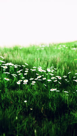 a field of daisies