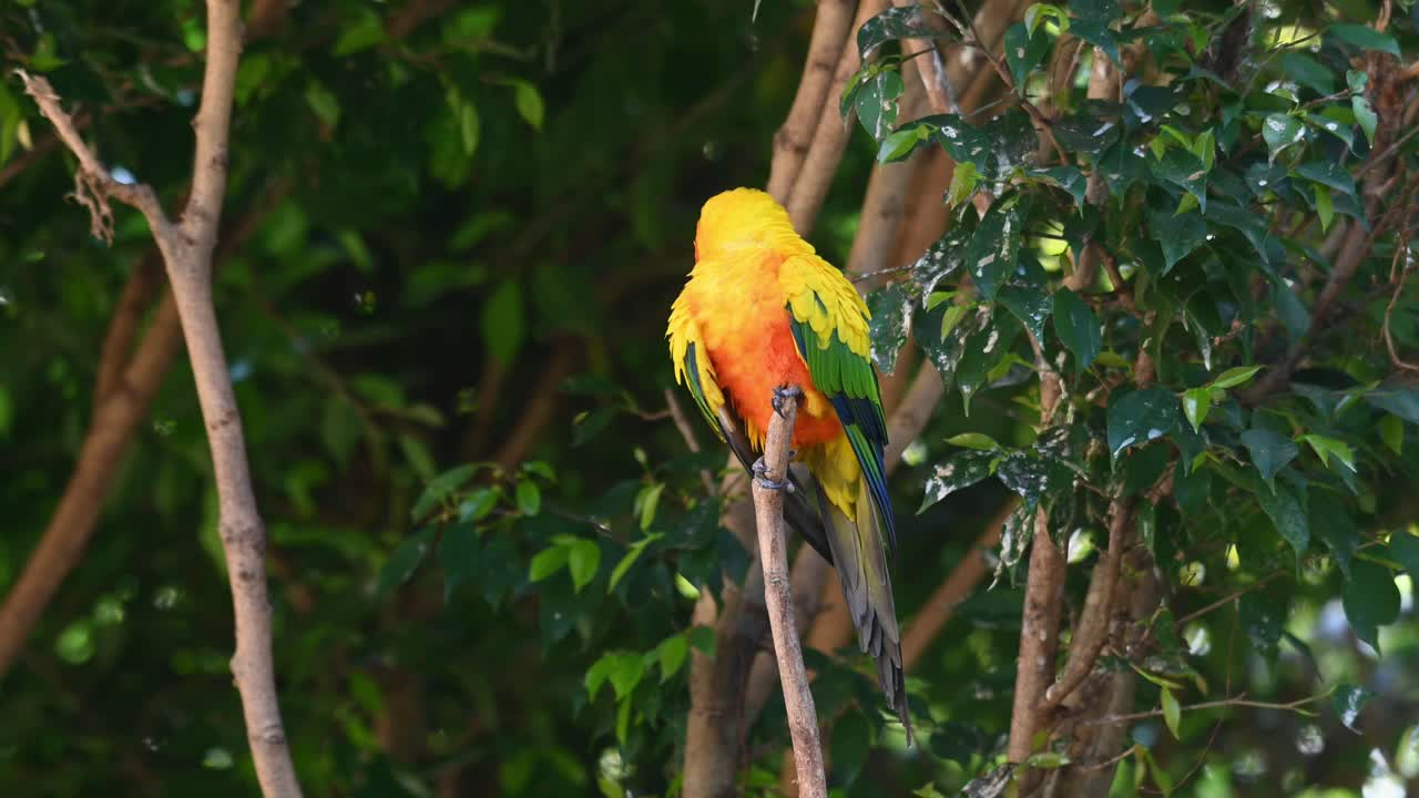 conure solar, perico solar, aratinga solstitiali, imágenes de 4k de un loro encontrado en américa del sur