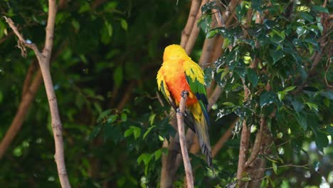 sun conure, sun parakeet, aratinga solstitiali, 4k footage of a parrot found in south america