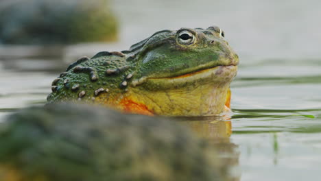 close up of colorful bullfrog attract females expanding its throat