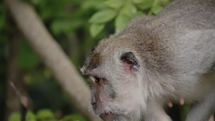 face close up of crab-eating macaque , long-tailed macaque, cercopithecine primate native to Southeast Asia
