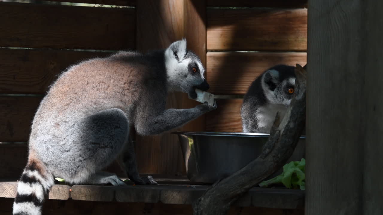 un lémur come queso de una caja de metal en un refugio de madera en un zoológico