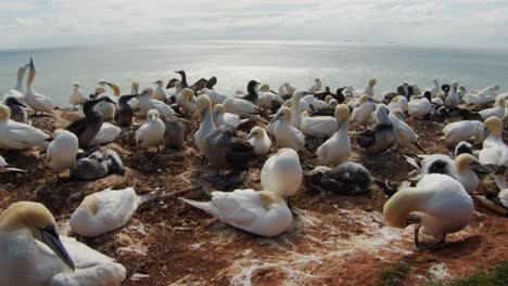 Colony-of-Gannet-birds-on-Amrum-island-coastline,-static-view