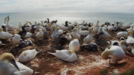 colony of gannet birds on amrum island coastline, static view